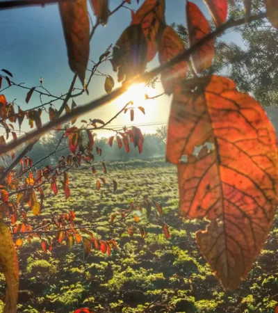 Blätter im Herbst schöne Natur