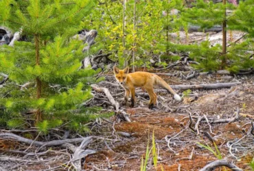 Fuchs im deutschen Wald Tierwelt in Deutschland