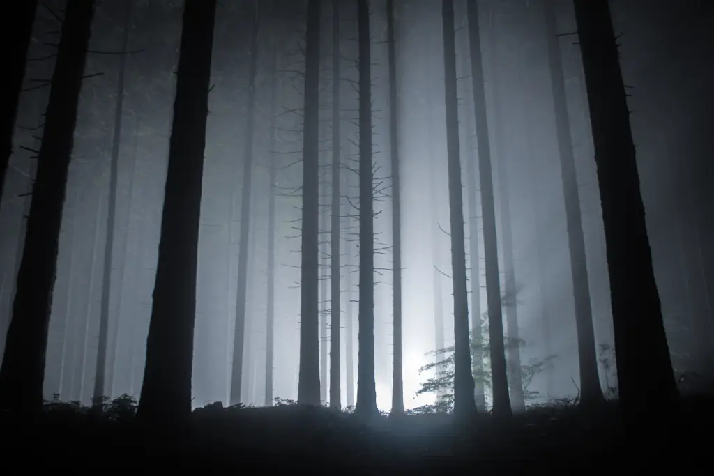 Nachts im Wald mit Nebel