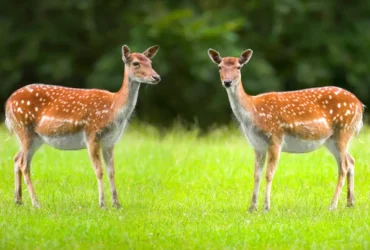 Wilde Tiere Hirsch und Reh auf einer Wiese