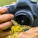 Schmetterling Naturfotografie